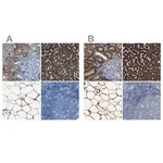 Merck Anti-ACSL1 antibody produced in rabbit