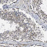 Merck Anti-CCDC90B antibody produced in rabbit