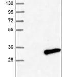 Merck Anti-ZBED6CL antibody produced in rabbit
