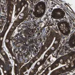 Merck Anti-MARCH2 antibody produced in rabbit