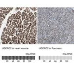 Merck Anti-UQCRC2 antibody produced in rabbit