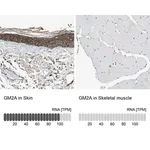 Merck Anti-GM2A antibody produced in rabbit