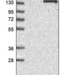 Merck Anti-BEND2 antibody produced in rabbit