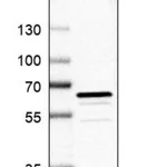 Merck Anti-PDE1B antibody produced in rabbit