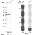 Merck Anti-TRIOBP antibody produced in rabbit