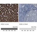 Merck Anti-ACSL1 antibody produced in rabbit