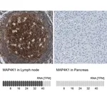 Merck Anti-MAP4K1 antibody produced in rabbit