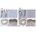 Merck Anti-TES antibody produced in rabbit