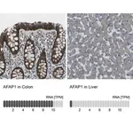 Merck Anti-AFAP1 antibody produced in rabbit