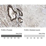 Merck Anti-FLNB antibody produced in rabbit