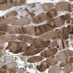 Merck Anti-USP25 antibody produced in rabbit