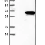 Merck Anti-TERF2IP antibody produced in rabbit