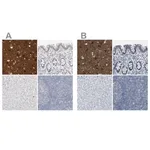Merck Anti-RTN3 antibody produced in rabbit