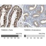 Merck Anti-TOMM34 antibody produced in rabbit