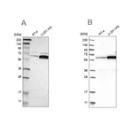 Merck Anti-P4HA1 antibody produced in rabbit