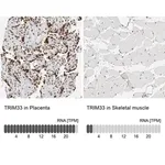 Merck Anti-TRIM33 antibody produced in rabbit
