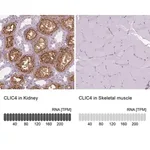 Merck Anti-CLIC4 antibody produced in rabbit