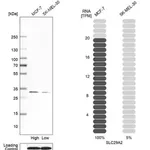 Merck Anti-SLC29A2 antibody produced in rabbit