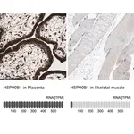 Merck Anti-HSP90B1 antibody produced in rabbit