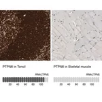 Merck Anti-PTPN6 antibody produced in rabbit