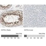Merck Anti-CCT5 antibody produced in rabbit