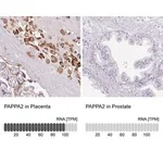 Merck Anti-PAPPA2 antibody produced in rabbit