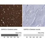 Merck Anti-GAP43 antibody produced in rabbit