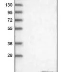 Merck Anti-FAM19A1 antibody produced in rabbit