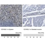 Merck Anti-CD163L1 antibody produced in rabbit