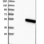 Merck Anti-TMEM130 antibody produced in rabbit