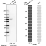 Merck Anti-ANXA6 antibody produced in rabbit