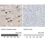 Merck Anti-DLG4 antibody produced in rabbit