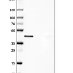 Merck Anti-UBE2Z antibody produced in rabbit