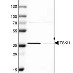 Merck Anti-TSKU antibody produced in rabbit