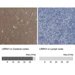 Merck Anti-LRRN1 antibody produced in rabbit