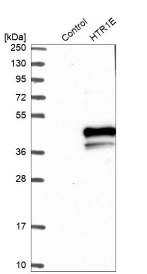 Merck Anti-HTR1E antibody produced in rabbit