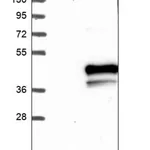 Merck Anti-HTR1E antibody produced in rabbit