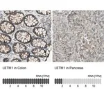 Merck Anti-LETM1 antibody produced in rabbit