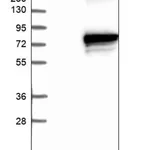Merck Anti-RNF112 antibody produced in rabbit