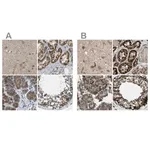 Merck Anti-CYB5R1 antibody produced in rabbit