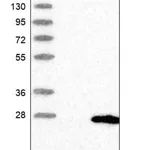 Merck Anti-TMEM204 antibody produced in rabbit