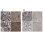 Merck Anti-ETFA antibody produced in rabbit