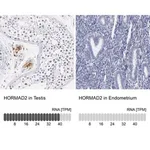 Merck Anti-HORMAD2 antibody produced in rabbit