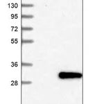 Merck Anti-FKBP14 antibody produced in rabbit