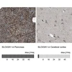 Merck Anti-SLC43A1 antibody produced in rabbit