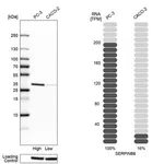 Merck Anti-SERPINB6 antibody produced in rabbit