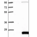 Merck Anti-TCEAL9 antibody produced in rabbit