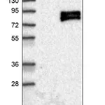 Merck Anti-SCARB2 antibody produced in rabbit