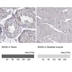 Merck Anti-BAG5 antibody produced in rabbit