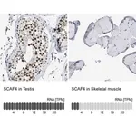 Merck Anti-SCAF4 antibody produced in rabbit